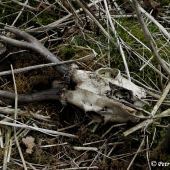 Sražený motorovým vozidlem