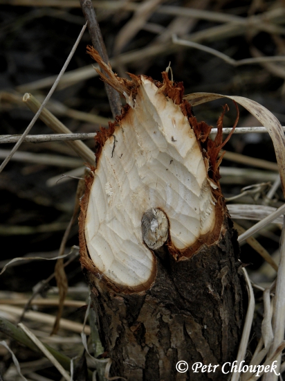 Umělecké dílo bobra (detail)