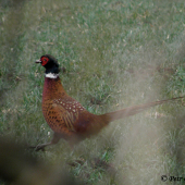 Bažantí kohout v plné kráse