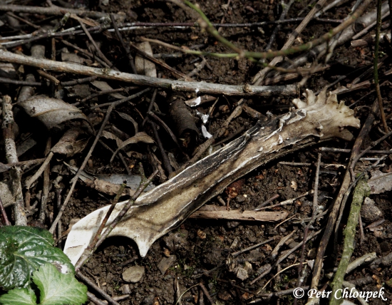 Mladý vidláček na ochozu vedle potůčku