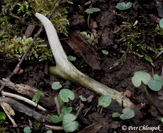 Mladý vidláček zašlapaný na ochozu