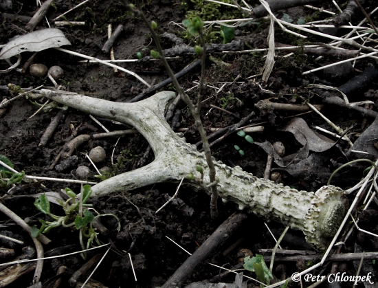 Hodně perlený dobrý šesterák na ochozu