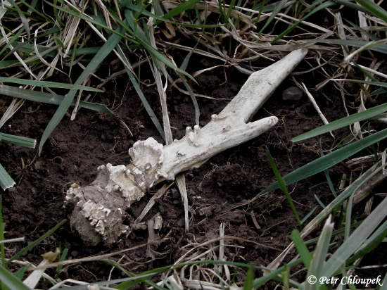 Perlený vidlák na poli