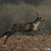 Raritní srnec v běhu
