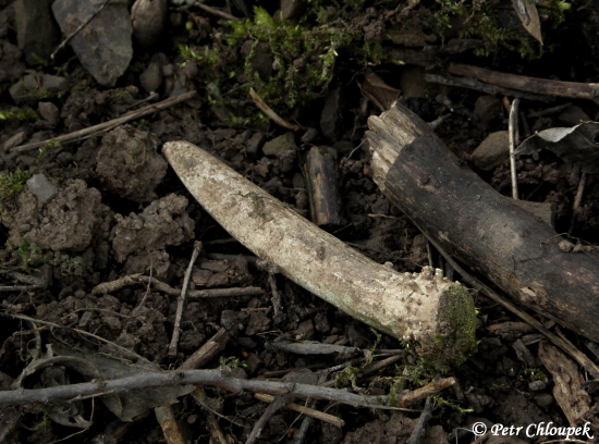 Starý shoz špičáka na ochozu