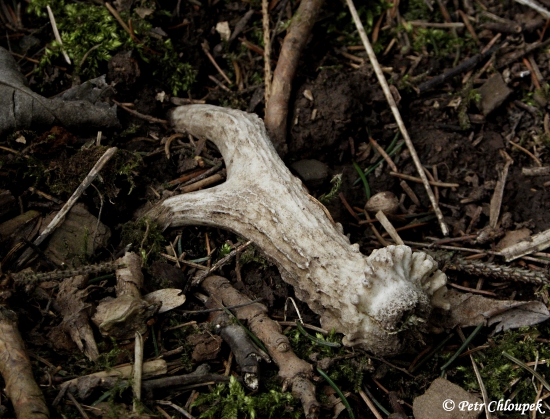 Malý silný vidláček na ochozu