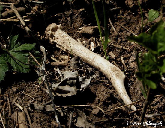 Špičák na zarůstajícím ochozu