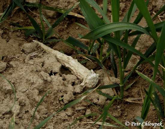 Starý špičák na ozimu