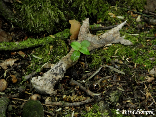 V listnatém lese u kmenu stromu dlouhé roky zapomenutý
