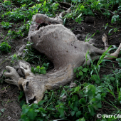 Nález uhynulého srnce