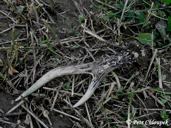 Srnčí shoz na lucerkovém poli poškozený při sečení