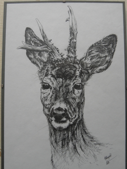 moje práce - raritní srnec