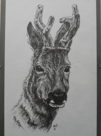 moje práce - srnec v lýčí