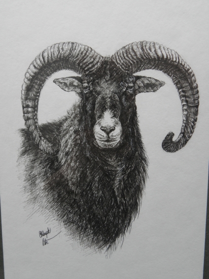 moje práce - muflon