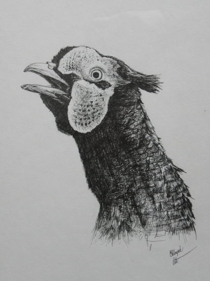 moje práce - bažant v toku