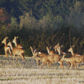 tlupa srnčí zvěře 2010