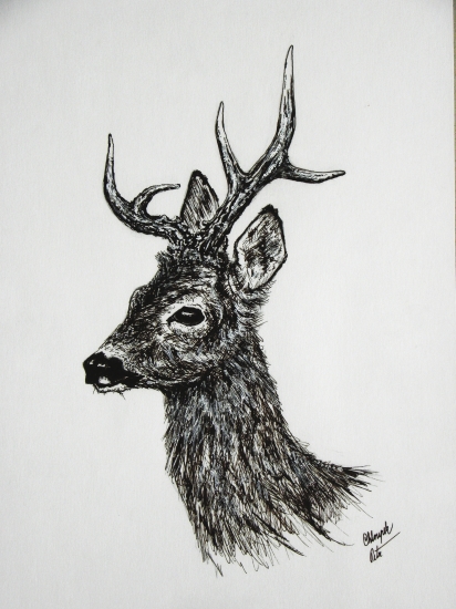 moje práce - raritní srnec 2