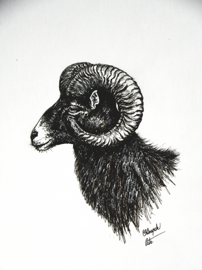 moje práce - muflon 2