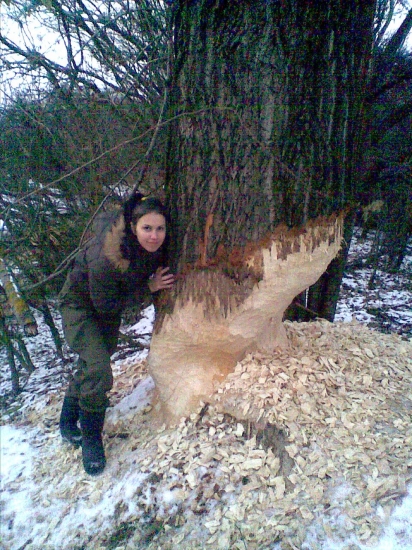 zabi bobra, zachran strom