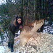 zabi bobra, zachran strom