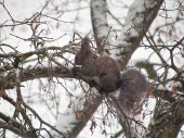Popraškovaná veverička
