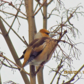 Glezg obyčajný  - Coccothraustes Coccothraustes
