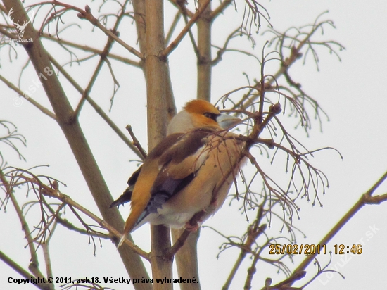 Glezg obyčajný  - Coccothraustes Coccothraustes