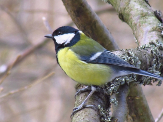 Parus major - sýkorka bielolíca