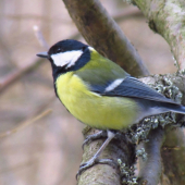 Parus major - sýkorka bielolíca