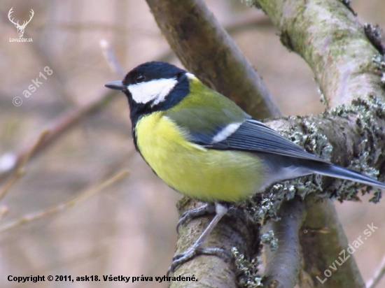 Parus major - sýkorka bielolíca