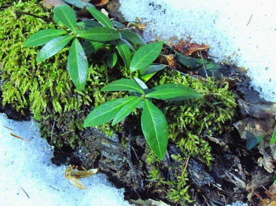 Jar získava prevahu...