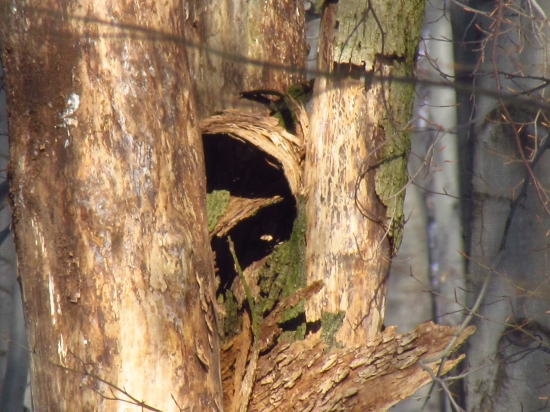 Zn. Prenájmem slnečný byt...