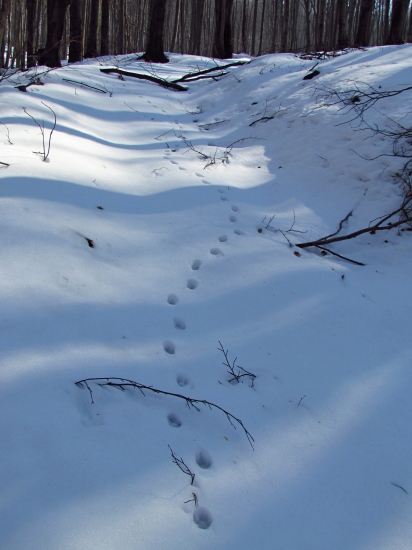 Vlčím chodníčkom