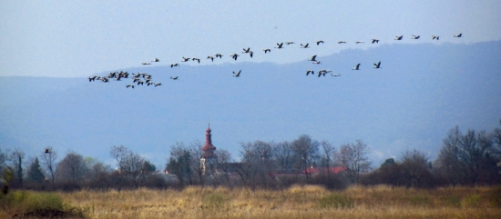 Keď žeriavy tiahnú