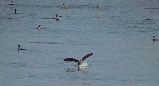 Utvorte koridor ... - pristávam !