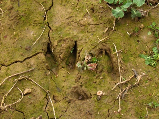 Bachyňa s mladým ?