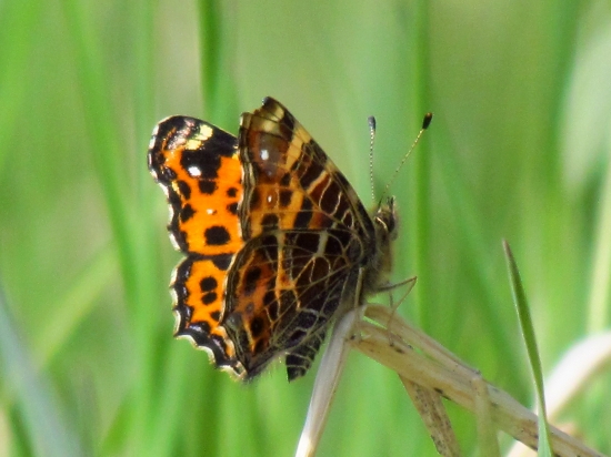 Babôčka sieťkovaná (?)