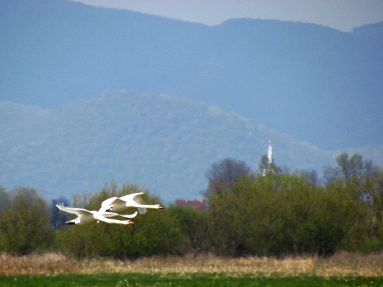 Synchronizácia letu