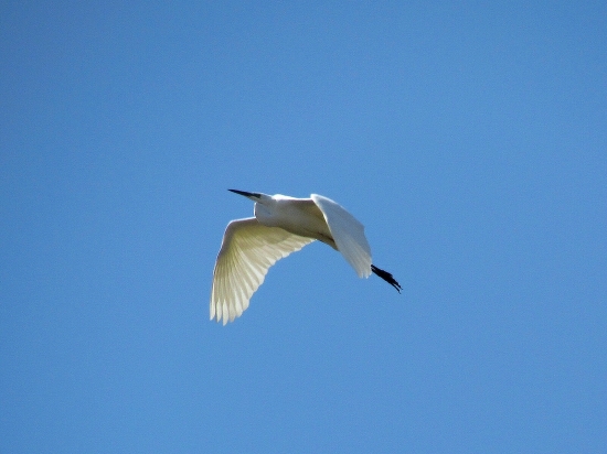 Volavka striebristá (Beluša malá)