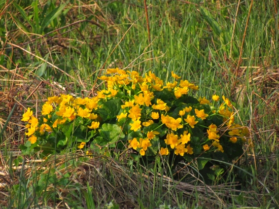 Kytica zo záružlia