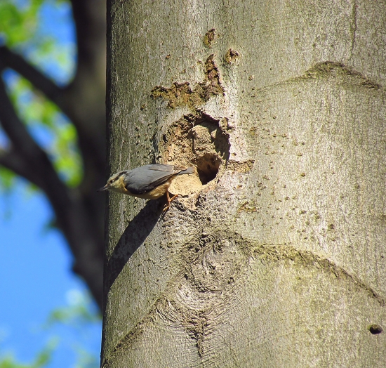 Brhlík v podnájme...