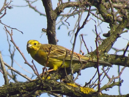 Strnádka žltá (obyčajná)