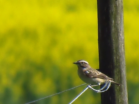Pŕhľaviar červenkastý