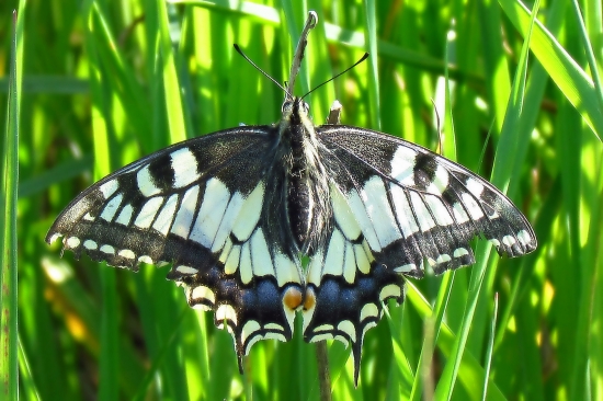 Vidlochvost feniklový