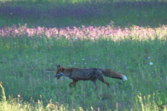 Dojčiaca líška na love