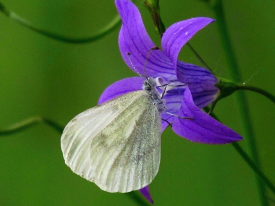 Mlynárik hrachorový