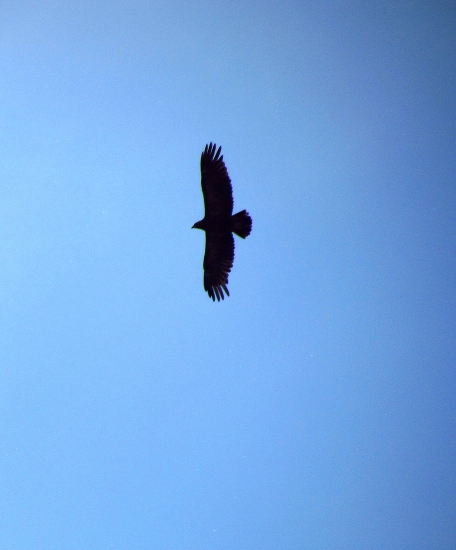 Silueta kráľa oblohy