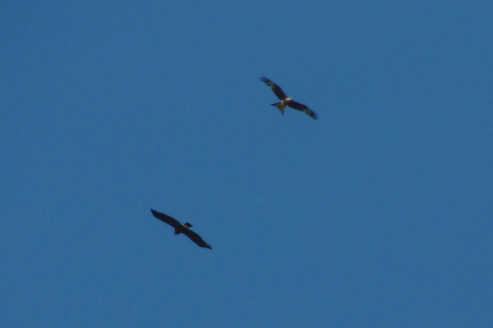 Hája červená a orol skalný (juvenil)