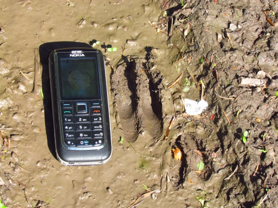 Srna s mláďaťom ?