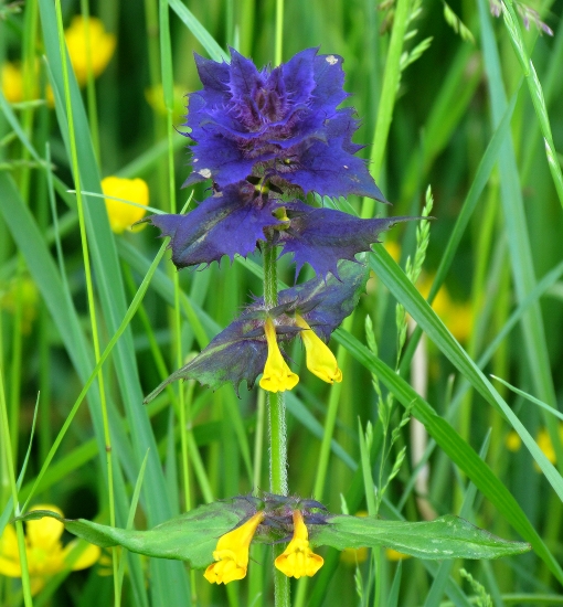 Modrožltá hluchavka ? (... nie Čermeľ hájny)